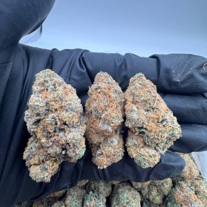 GOLDEN TOOTH CANNABIS STRAIN