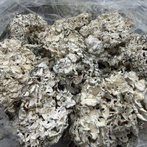 Enigmas mushrooms chocolates