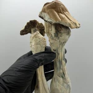 legendary trons mushroom