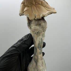 legendary trons mushroom