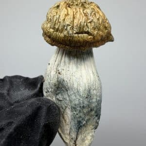 Blue Storm Shrooms