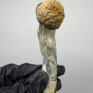 Blue Storm Shrooms