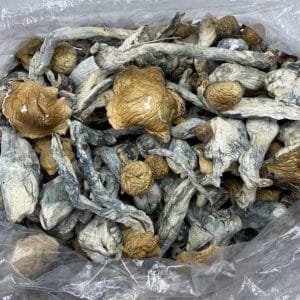 Blue Storm Shrooms