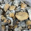 DC Melmac Shrooms