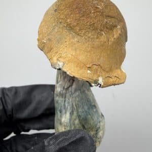 DC Melmac Shrooms