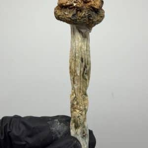Darth Envy Shrooms