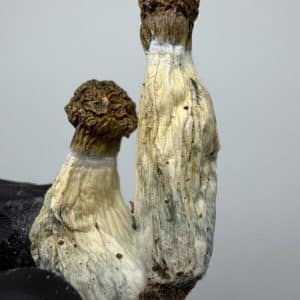 Darth Envy Shrooms