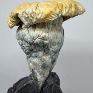 Iceberg Shrooms