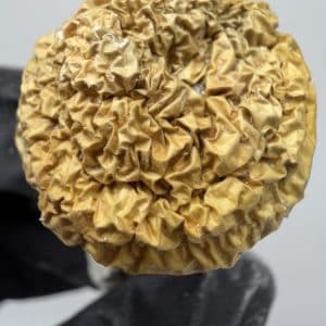 Iceberg Shrooms