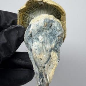 Iceberg Shrooms