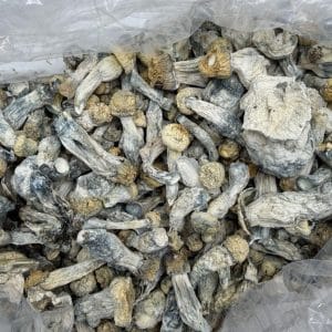 Iceberg Shrooms