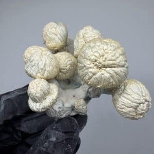 Jack Frost Yellow Umbo Shrooms