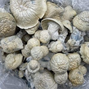 Jack Frost Yellow Umbo Shrooms