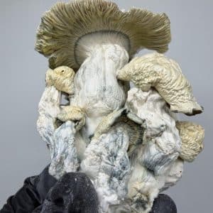 Jack Frost Yellow Umbo Shrooms