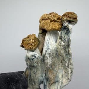 Penis Envy Shrooms