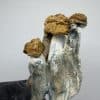 Penis Envy Shrooms