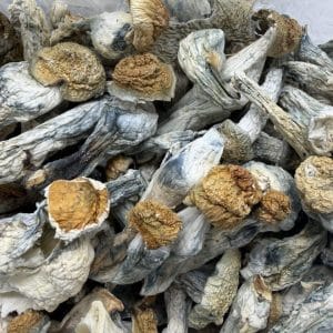 Penis Envy Shrooms