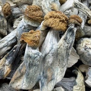 Penis Envy Shrooms