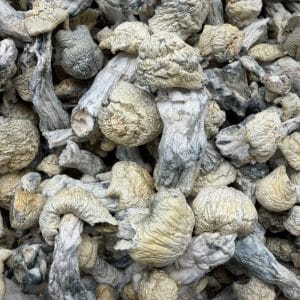 True Albino Teacher APE Shrooms