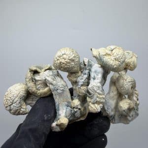 True Albino Teacher APE Shrooms