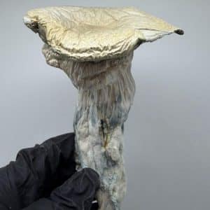 True Albino Teacher APE Shrooms
